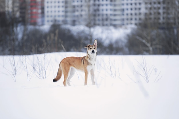 Bellissimo cane di razza mista in piedi sulla stagione invernale del campo.