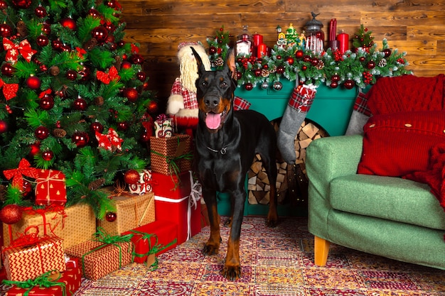 Bellissimo cane doberman, vacanze, Capodanno