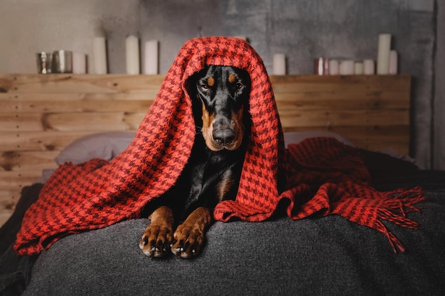 Bellissimo cane dobermann sdraiato su un letto sotto una coperta rossa