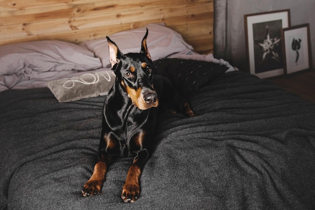 Bellissimo cane dobermann sdraiato su un letto