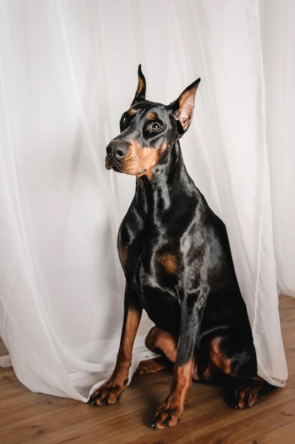 Bellissimo cane dobermann