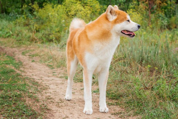 Bellissimo cane giapponese maschio Akita inu