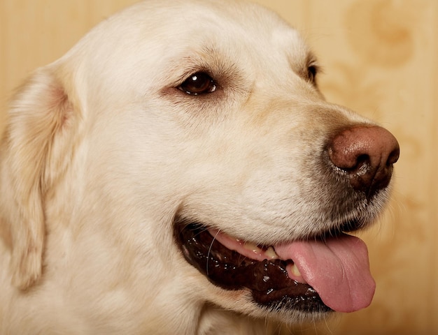 Bellissimo cane Golden Retriever