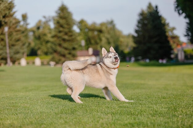 Bellissimo cane husky siberiano sul campo