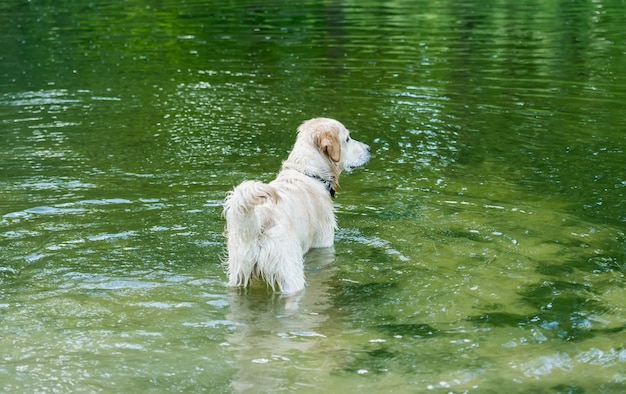 Bellissimo cane in piedi nel fiume che riflette alberi verdi