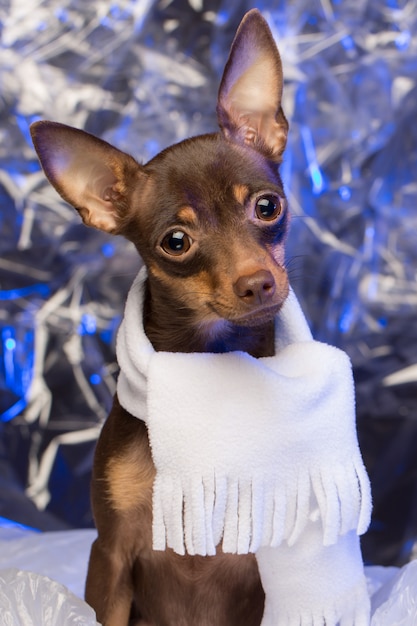 Bellissimo cane in un cappello bianco e sciarpa. Terrier di giocattolo russo alla vigilia di Natale