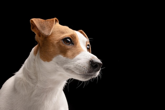 bellissimo cane Jack Russell terrier su un ritratto di cane sullo sfondo nero