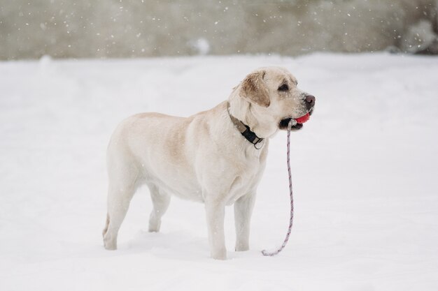 Bellissimo cane Labrador nella neve