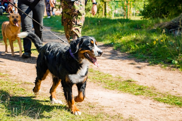 Bellissimo cane nero domestico in una passeggiata.