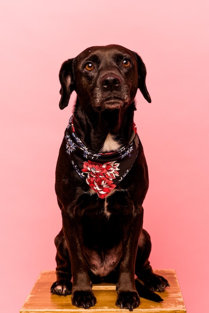 Bellissimo cane nero seduto su una sedia isolata su sfondo rosa