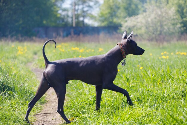 Bellissimo cane nudo messicano passeggiate nel parco in estate. Foto di alta qualità