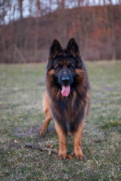 bellissimo cane pastore tedesco