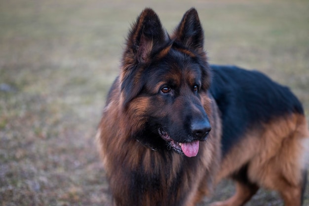 bellissimo cane pastore tedesco