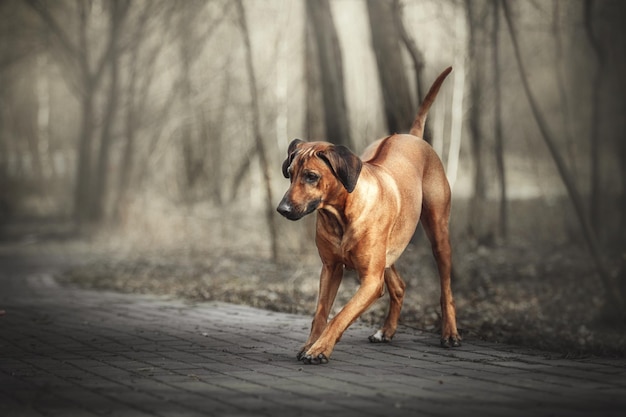 Bellissimo cane Rhodesian Ridgeback all'aperto