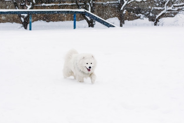 Bellissimo cane Samoiedo nella neve