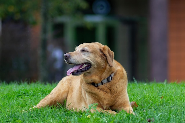 Bellissimo cane seduto in giardino