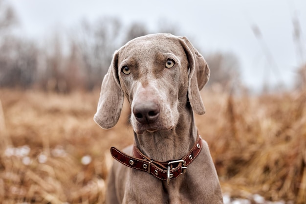 Bellissimo cane Weimaraner di razza grigio in piedi nel giorno d'autunno. Grandi razze di cani per la caccia. Weimaraner è un cane da caccia per tutti gli usi. Animali, caccia, concetto di fauna selvatica.