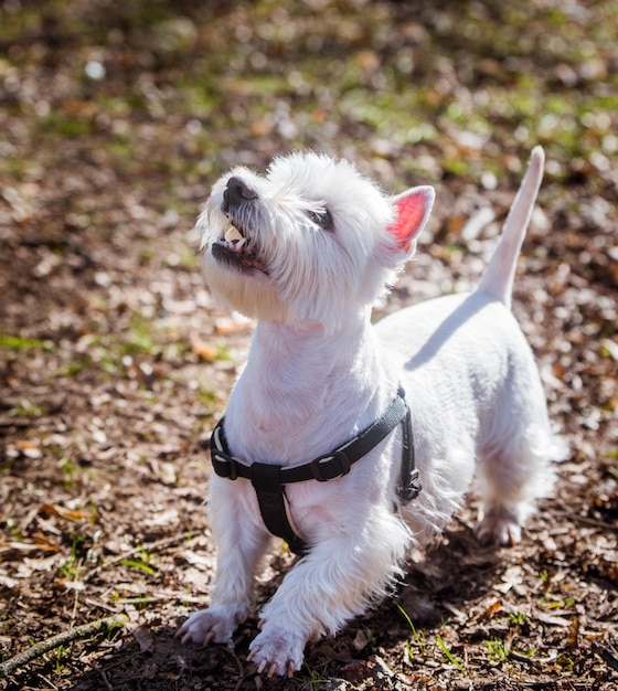 Bellissimo cane West Highland White Terrier che guarda in alto e gioca sulla natura