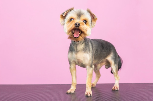 Bellissimo cane Yorkshire Terrier in un salone per animali