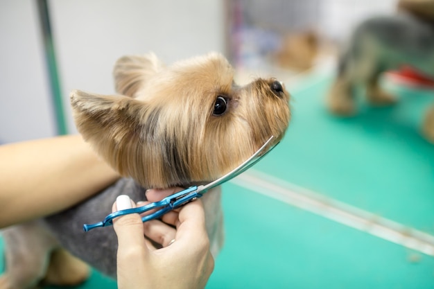 Bellissimo cane Yorkshire Terrier sempre curato al salone