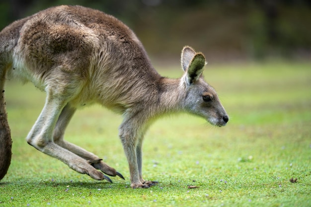 Bellissimo canguro pademelon e wallaby nella boscaglia australiana nelle Blue Mountains nsw fauna selvatica australiana in un parco nazionale