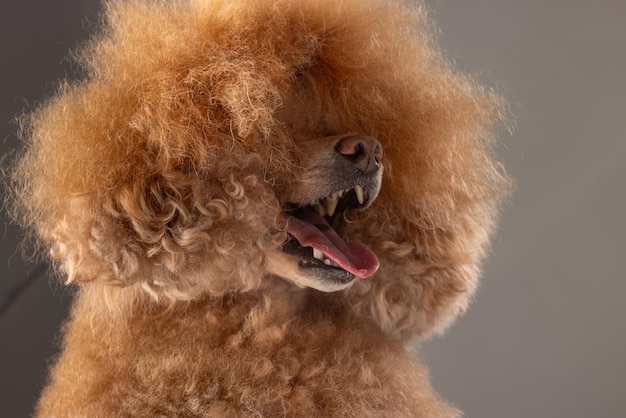 bellissimo cani poodle in miniatura marrone su uno sfondo grigio ritratto di un piccolo cane carino