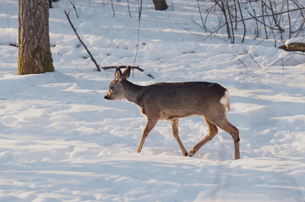 bellissimo capriolo nella foresta invernale innevata