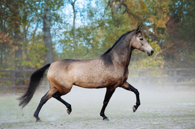 Bellissimo cavallo al trotto in un paddock su uno sfondo di polvere