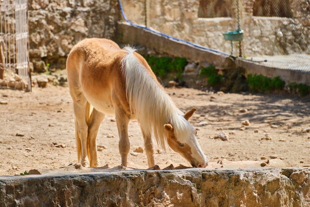 Bellissimo cavallo all'allevamento di cavalli