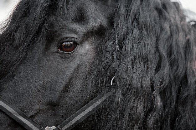 Bellissimo cavallo andaluso in campo. Dettaglio della testa di cavallo nero con ciglia