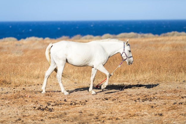 Bellissimo cavallo bianco al pascolo in riva al mare