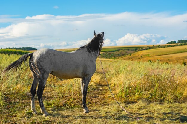 Bellissimo cavallo bianco contro il cielo blu con nuvole bianche