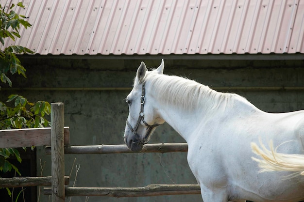 bellissimo cavallo bianco nel paddock dello zoo