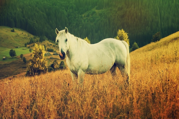 Bellissimo cavallo bianco pascola sullo sfondo naturale incredibile dei pantaloni a vita bassa delle montagne