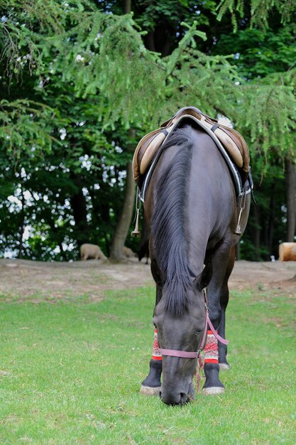 Bellissimo cavallo con una sella in una fattoria