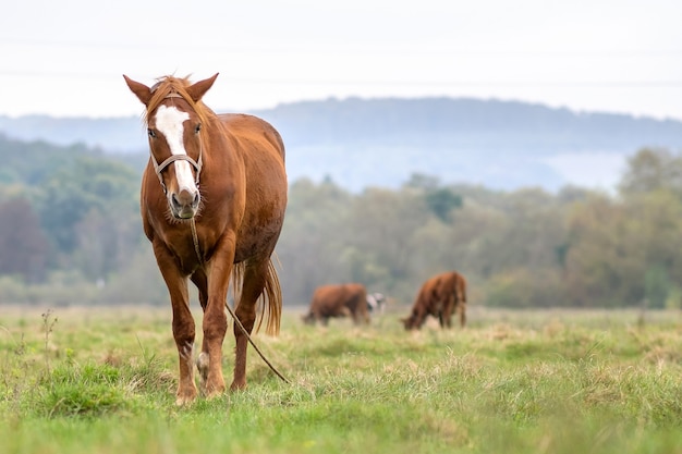 Bellissimo cavallo di castagno al pascolo nel campo estivo