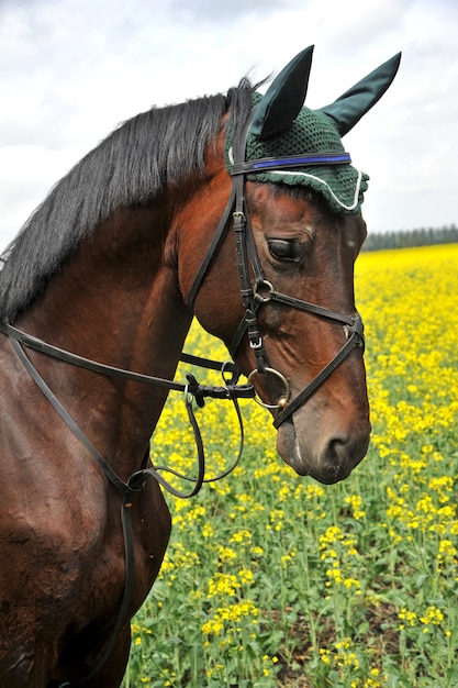 Bellissimo cavallo di razza in natura