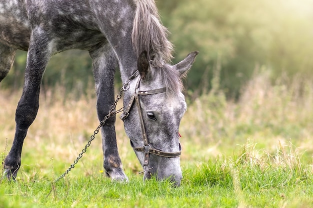 Bellissimo cavallo grigio al pascolo nel campo estivo. Pascolo verde con stallone di fattoria di alimentazione.