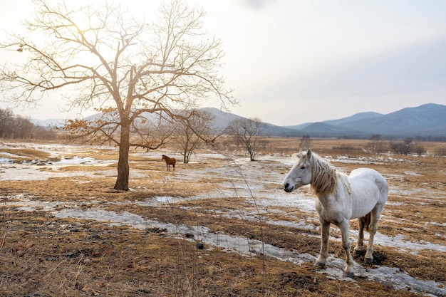 Bellissimo cavallo grigio si trova nel campo Foto di alta qualità