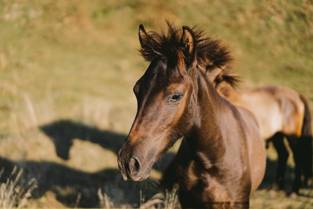 Bellissimo cavallo in esecuzione e in piedi nell'erba alta Ritratto di un cavallo