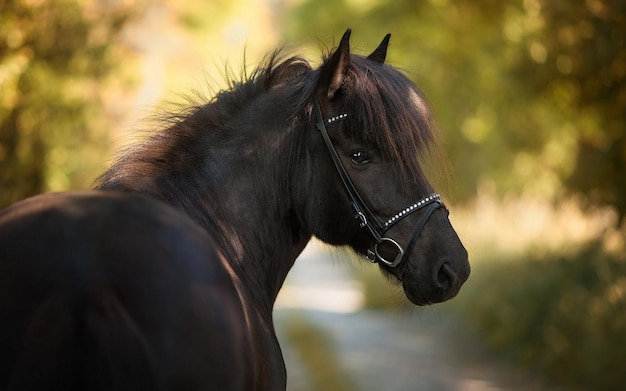 Bellissimo cavallo in estate nel parco