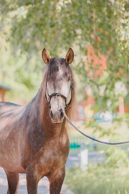 Bellissimo cavallo in estate sfondo