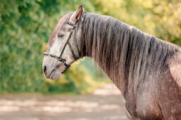 Bellissimo cavallo in estate sfondo