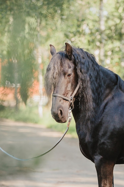 Bellissimo cavallo in estate sfondo