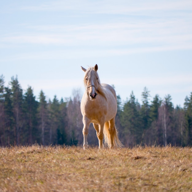 Bellissimo cavallo in un campo