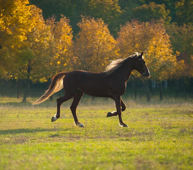 Bellissimo cavallo marrone in piedi in un campo