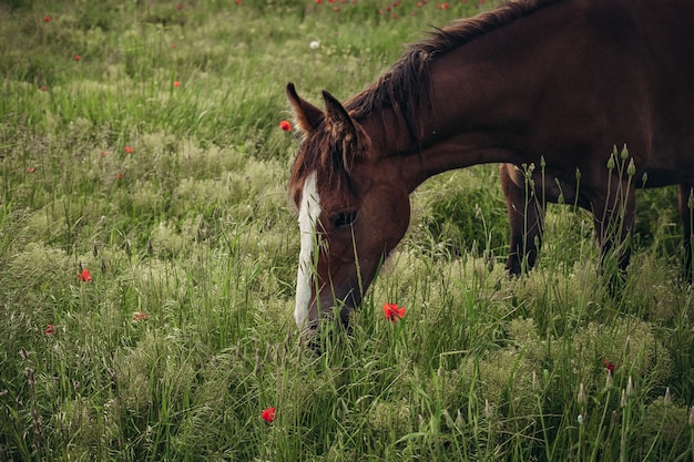 Bellissimo cavallo rosso con lunga criniera nera nel campo primaverile con fiori di papavero. Cavallo al pascolo sul prato all'alba. Il cavallo sta camminando e mangiando erba verde nel campo. Bellissimo sfondo