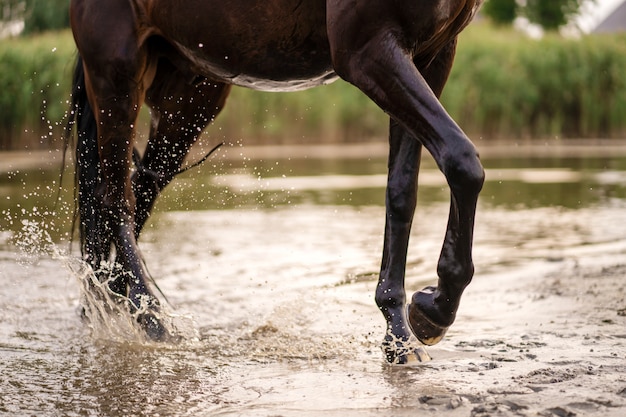 Bellissimo cavallo scuro ben curato per una passeggiata sul lago