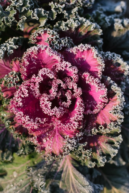 Bellissimo cavolo decorativo ornamentale coperto da uno sfondo di gelo mattutino Cavolo decorativo viola biologico in giardino
