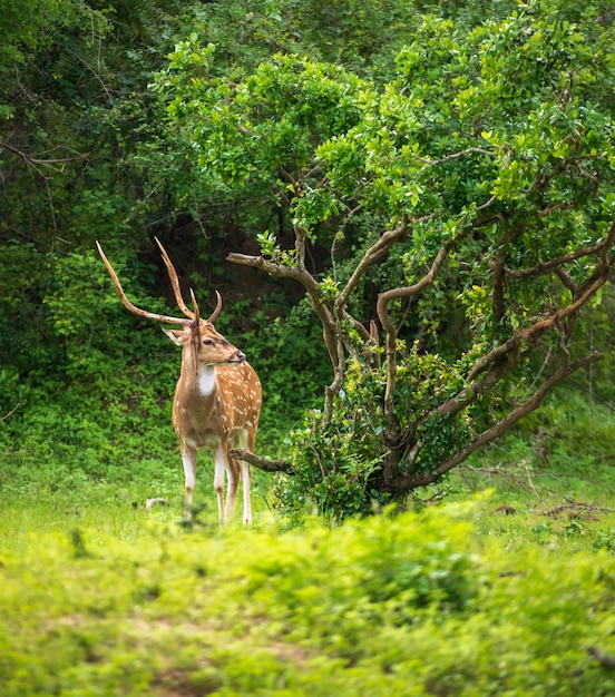 Bellissimo cervo maschio dell'asse dello Sri Lanka nel parco nazionale di Yala Paesaggio lussureggiante